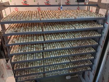 İnkubatorlar: 5000 yumurta, Azərbaycan, Tam avtomat, Bütün növ quşlaq üçün, Zəmanət ilə — 12