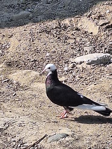 qusxana: Cins: Dekorativ/uyuq güvercin (başlıq ağ papaqlı, bədən tünd) Rəng — 1