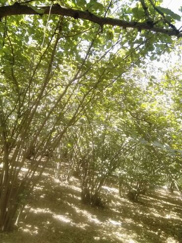 Həyət evləri və villaların satışı: 5 otaqlı, 100 kv. m, Kredit yoxdur, Orta təmir -da lalafo.az — 8 Həyət evləri və villaların satışı: 5 otaqlı, 100 kv. m, Kredit yoxdur, Orta təmir — 8