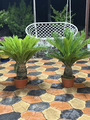 Саговник (Cycas revoluta) в горшке. - Декоративное вечнозелёное