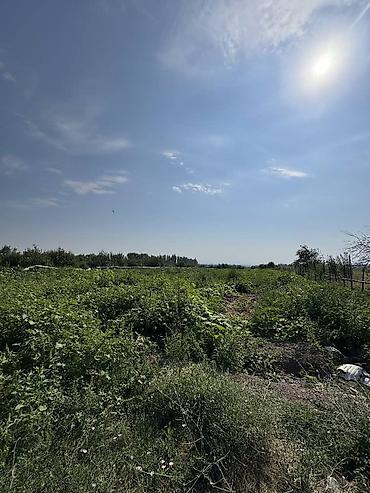 Продажа участков: 330 соток, Для сельского хозяйства, Договор дарения — 13