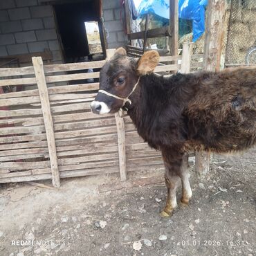 Коровы, быки: Продаю | Бык (самец) | Полукровка | На откорм | Привязанные — 3