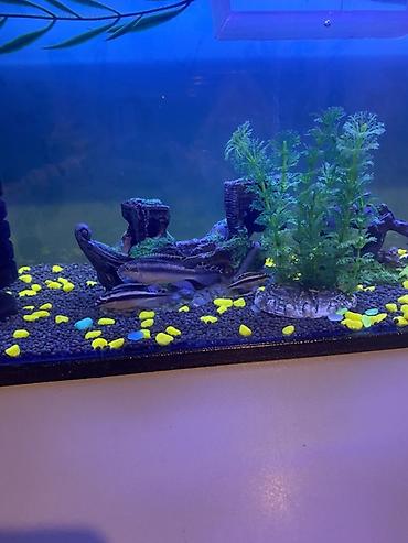 Akvariumlar: 3 ədəd papuqay balığı satılır biri böyük ikisi baladır vhatsaap ilə — 3