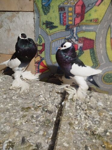 Göyərçinlər: Salam.diqqətlə oxu sonra yaz.hübkariler biri 20 və 30 azn.şişmanlar — 8