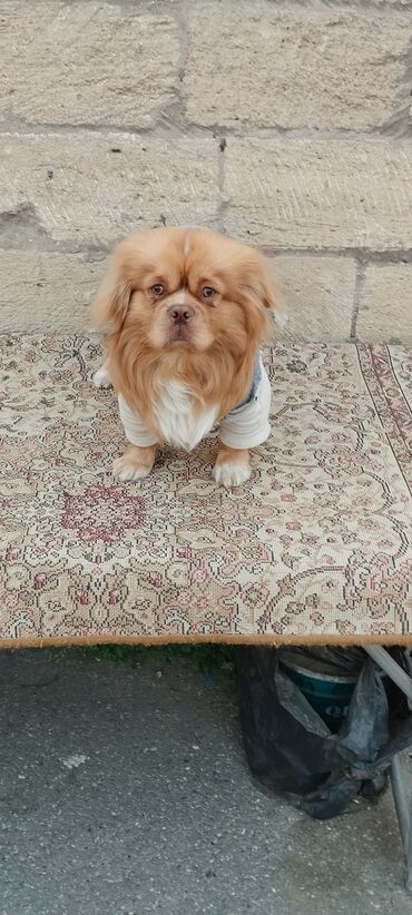 Digər heyvanlar: Pekines