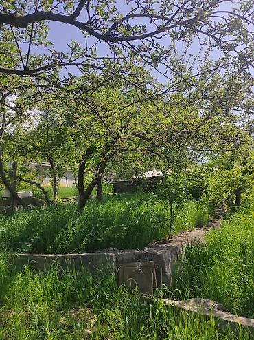 модульный жом: Продаю дачу. В хорошем месте. На огороде есть яблони, малины — 1