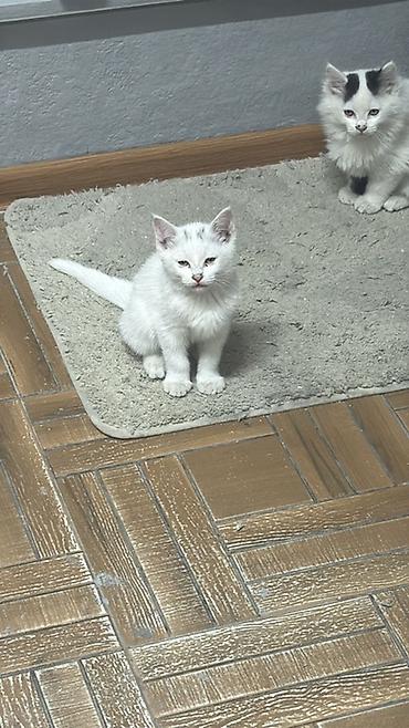 котята фото: Беспородная, 2 месяца, Девочка, Биколор, Приучена к лотку — 3