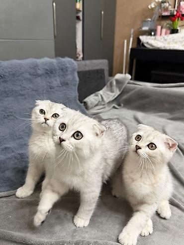 Кошки: Шотландская вислоухая — 1
