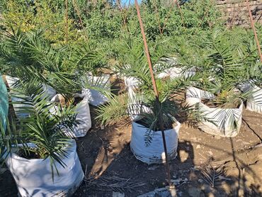 Ağaclar: Xurma (Phoenix dactylifera) fidanları – dekorativ xurma palması — 7