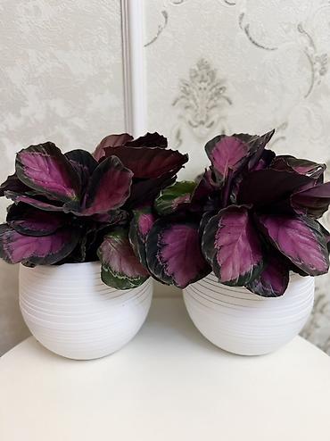 rose: Калатея розеопикта (Calathea roseopicta) в декоративном кашпо. - — 2