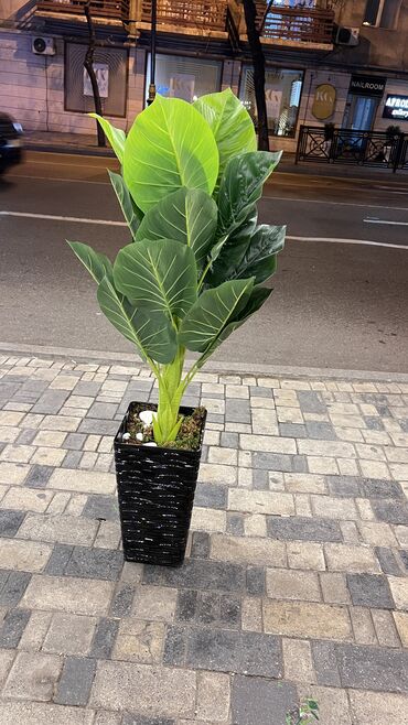 Ağaclar: Depodan bir basa satis 70azn baslayan dekarativ suni agaclar topdan — 4