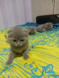 Pişiklər: Şotland, Dişi, Yaxşı əllərə, Ünvandan götürmə — 6