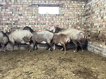 Баран, овца: Продаю | Овца (самка) | Для разведения | Племенные — 13