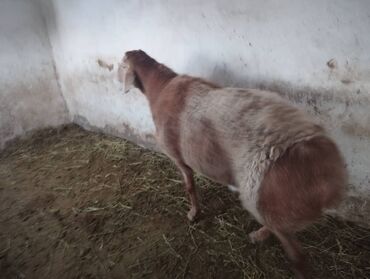 Бараны, овцы: Продаю | Овца (самка), Ягненок, Баран (самец) | Гиссарская, Арашан | На забой, Для разведения, Для шерсти — 4