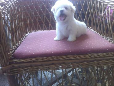 Psi: , Von House Petronijevic Ub, odgajivačnica FCI 5708. Maltezer mini — 9