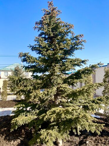 amway bishkek: Продаю ёлку. 3,5 метра