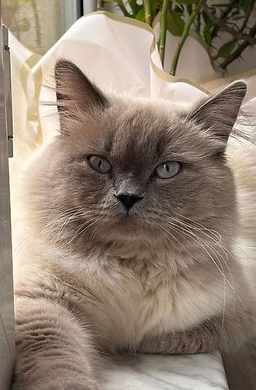 Кошки: Самец, В добрые руки, Бесплатная доставка, Самовывоз — 1