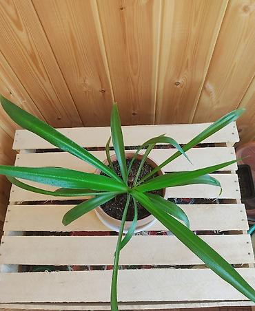 Другие комнатные растения: Продаю комнатные растения:,сцендапсус.,сансвиерия,гипоэстес.Цены от — 4