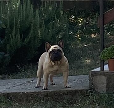 psi na prodaju smederevo: Mužjak francuskog buldoga dostupan za parenje  Poseduje kompletnu