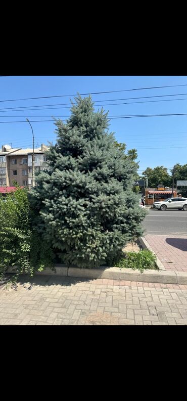 печи для дома с водяным отоплением бишкек: Срочно, срочно 3 метра высотой