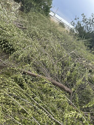 отдам даром действительно нуждающимся: Дрова ветки отдам бесплатно само вывоз если много надо можете прийти