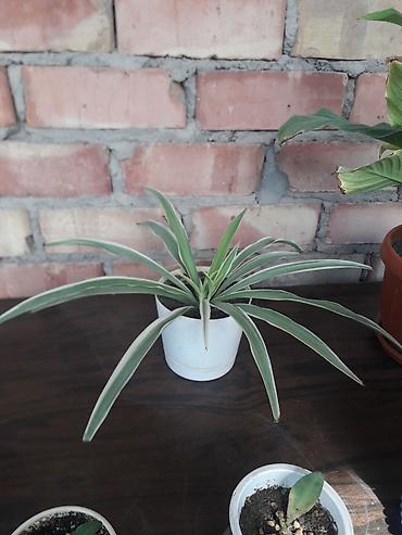 Молочаи: Комнатные растения в горшках 1) Молочай Милла (Euphorbia milii — 5