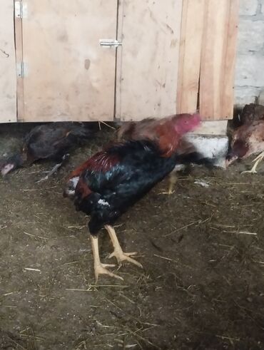 Xoruzlar: Aseel tipli uzunayaqlı cücərti/ceylək xoruz - Uzun və güclü sarı — 25