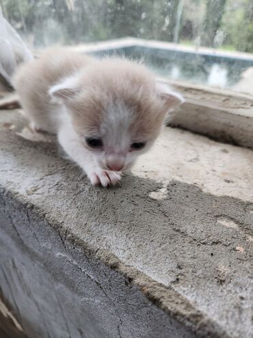 Pişiklər: Dişi, Erkək, Yaxşı əllərə, Ünvandan götürmə, Pulsuz çatdırılma — 2