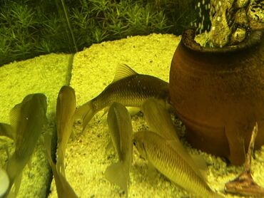 Akvariumlar: Böyük ölçülü şüşə akvarium komplekti - Ön və yanları şəffaf şüşəli — 7