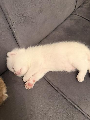 Кошки: Şinşila Balaca pişik balaları – ağ krem rəng çalarlarında Təsvir: - — 2