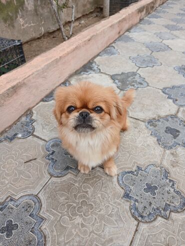 покупка собак в баку: Pekines, 1 il, Dişi, Pulsuz çatdırılma