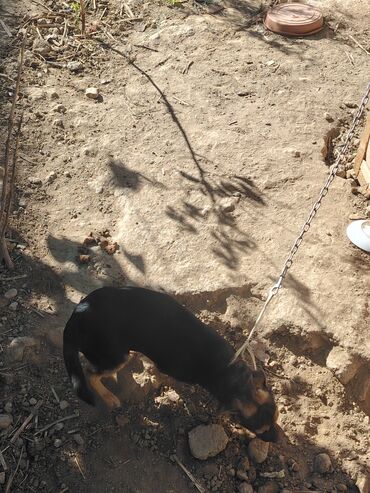 домик для собаки: İtlər lalafo.az -da домик для собаки: İtlər