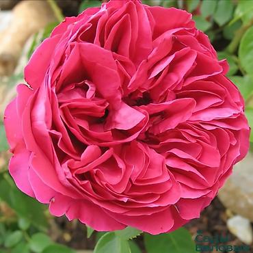 Роза: Роза цена договорная - Крупный махровый бутон классической формы — 6