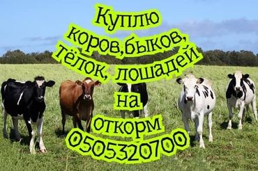 лошадь на продажу: Куплю | Коровы, быки, Лошади, кони | На откорм, Откормленные, Самовывоз