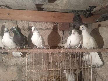 Göyərçinlər: Salam aleykum quşlar satılır tam sağlam uçan super quşlardı biri 5 -da lalafo.az — 12 Göyərçinlər: Salam aleykum quşlar satılır tam sağlam uçan super quşlardı biri 5 — 12