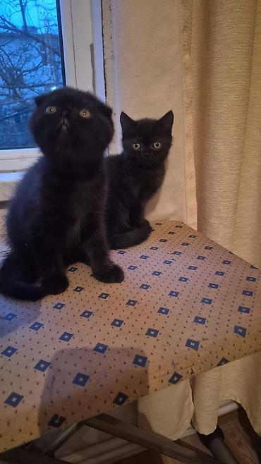 Pişiklər: Şotland yastı qulaq, Erkək, Dişi, Yaxşı əllərə, Ünvandan götürmə, Pulsuz çatdırılma, Ödənişli çatdırılma — 1