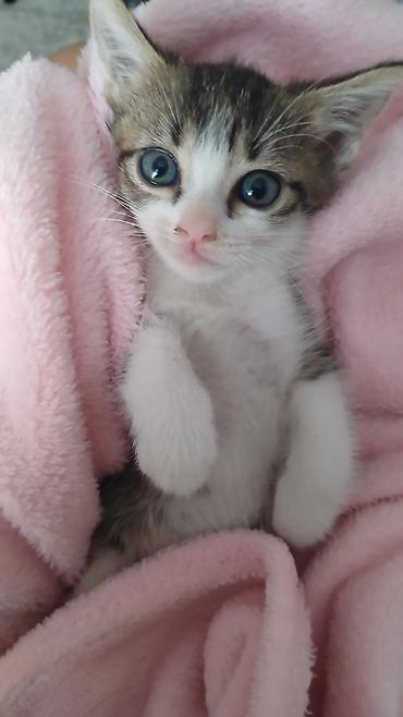 коты бишкек: Раздаю котят Бишкек! Здоровые, обучены к лотку!!! — 2