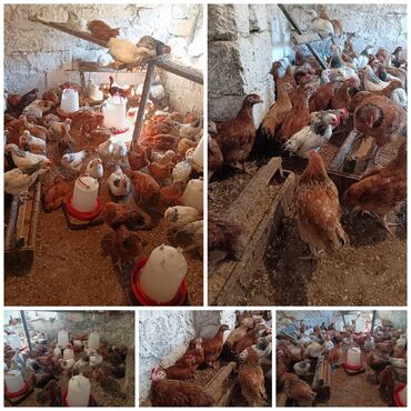 toyuga verilen adlar: Sivirlibis broler tam saglam cuceler. 40 gunlukdiler. Ceki 960 qr