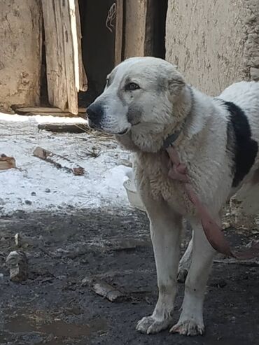 сколько стоит собака такса: Бигль, 8 месяцев, Самец