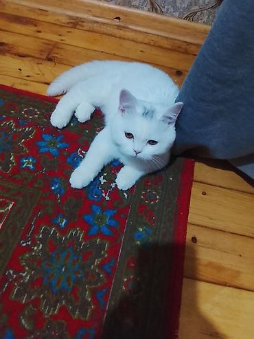 cane corso yavru: Ağ tüklü ev pişiyi – qısa tüklü, yumşaq və sıx örtüyə malikdir — 2