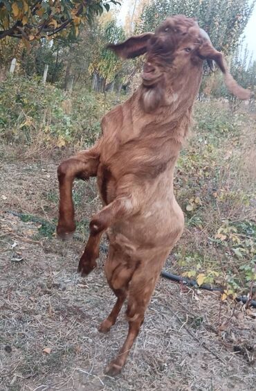 продажа домашних животных: Продаю | Козёл (самец) | Для разведения | Племенные