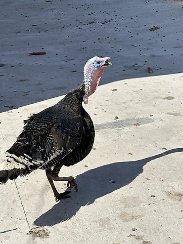 Птицы: Самки и самцы — 12