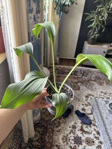 Другие комнатные растения: Гузмания абутилон оранжевый,каланхое розовый махровый,амазонская — 20