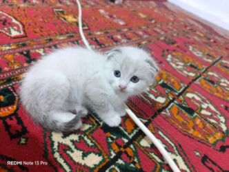 отдам даром попугая бишкек: Котята породистые вислоухие шотландские умные к лотку приучены в месте