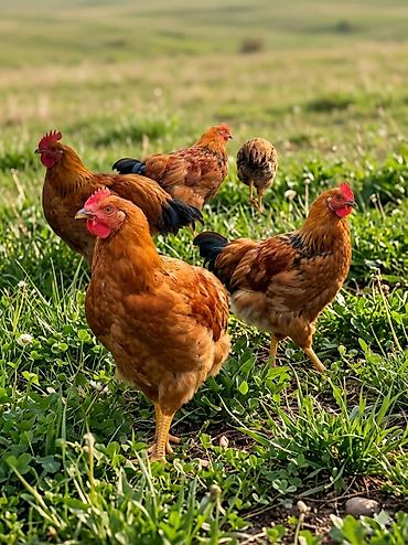 ак кой: Продаю | Куры | Домашняя | Несушки — 2