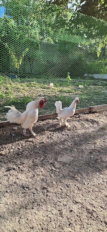Сельхозптицы: Yaponka sağlam cavan.barter var baxır təklifə — 3