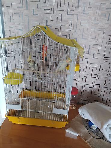 qus sesleri: Növ: Nimfa papuqayı (Cockatiel) cüt Rənglər: - Ağ‑sarı quş – — 2