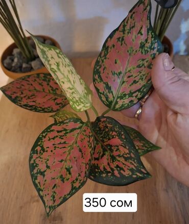 ключи набор: Продается. Орхидея спатифилум женское счастье, монстера