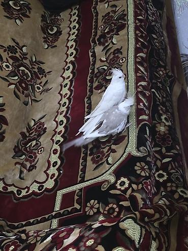Qəfəslər: Məhsul: Nimfa (Cockatiel) cütü və aksesuarlarla geniş qəfəs dəsti — 7