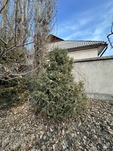 Декоративные деревья: Саженцы деревьев: Ели — 10